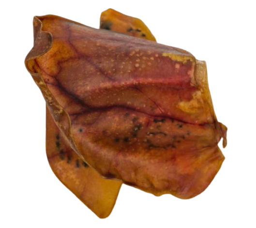 Pig ears 5 pack