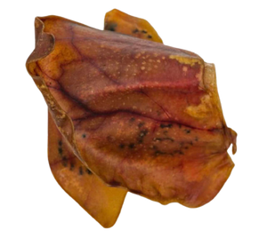 Pig ears 5 pack